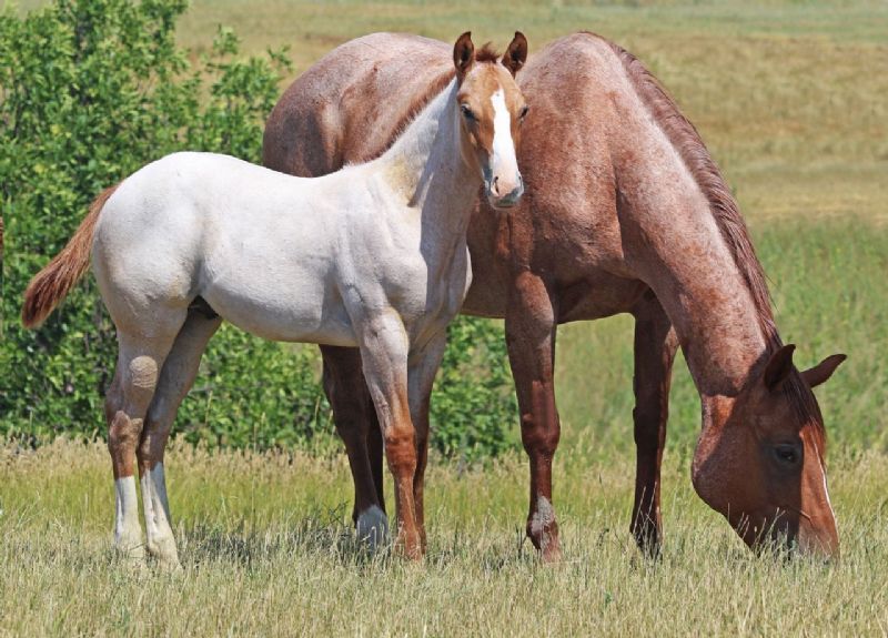 049 - Whatta Fancy Frost colt